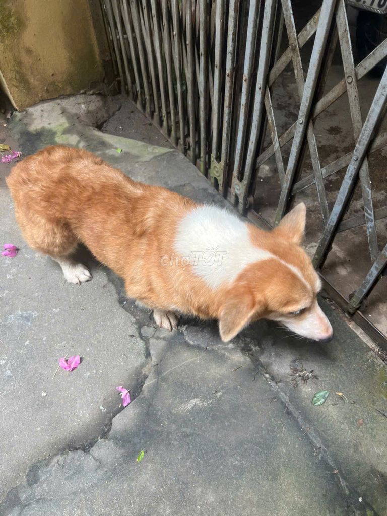 Chó Corgi Cái Nâu trắng 2 tuổi đã tiêm. Mua bán Chó tại Quận Tây Hồ Hà Nội được đăng bởi Hoàng Anh hình 1