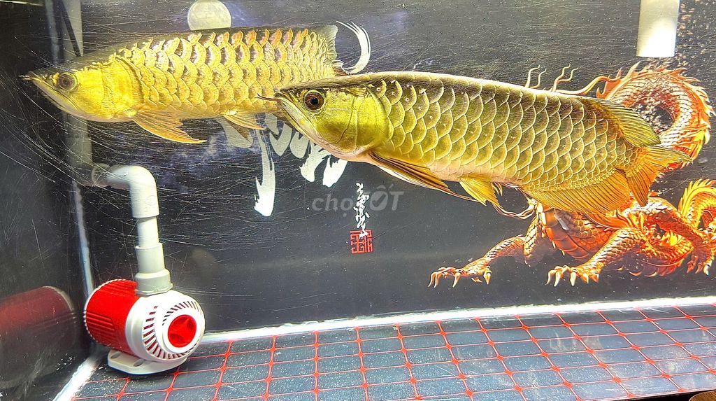 Bán 2 Kim long 50cm Vàng. Mua bán Thú cưng khác tại Quận 8 Tp Hồ Chí Minh được đăng bởi anhquaysaigon hình 1