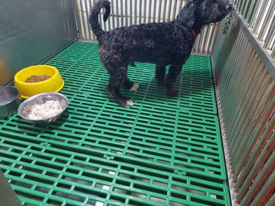 tìm chủ mới cho em poodle đực. Mua bán Chó tại Quận Gò Vấp Tp Hồ Chí Minh được đăng bởi thanhthai632005