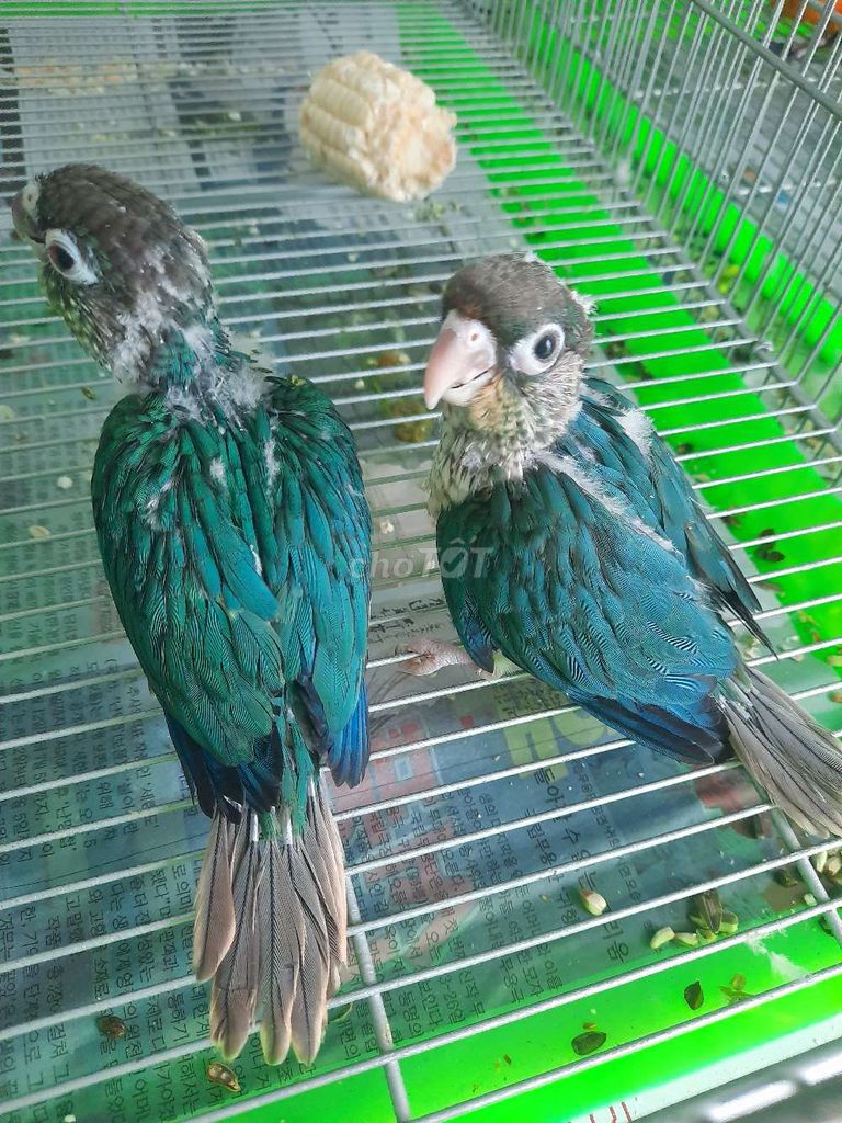 Blue Greencheck. Mua bán Chim tại Quận Gò Vấp Tp Hồ Chí Minh được đăng bởi Chim Vẹt Cảnh TPHCM hình 1