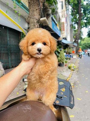Chó Poodle Nâu vàng đã tiêm phòng