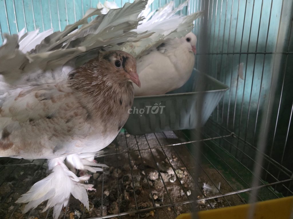 Bồ câu nhiều màu. Mua bán Chim tại Huyện Mỹ Xuyên Sóc Trăng được đăng bởi Hieu Ho hình 1