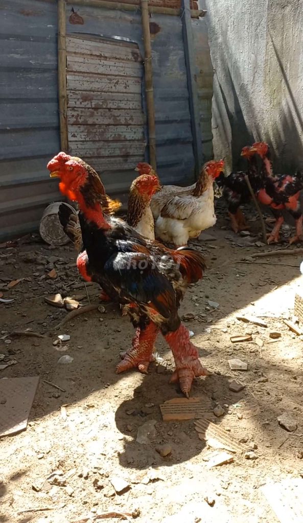 Gà Đông Tảo gần 2 năm. Mua bán Gà tại Huyện Bàu Bàng Bình Dương được đăng bởi THANH LONG hình 1