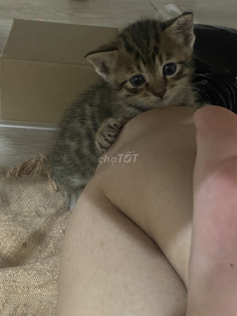 Mèo ta lai ALN nhỏ 1 tháng. Mua bán Mèo tại Thành phố Thủ Đức Tp Hồ Chí Minh được đăng bởi 0539_Phạm Thị Minh Huyền hình 1