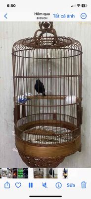 bộ choe dat hai mùa. Mua bán Chim tại Quận 6 Tp Hồ Chí Minh được đăng bởi Hhhh