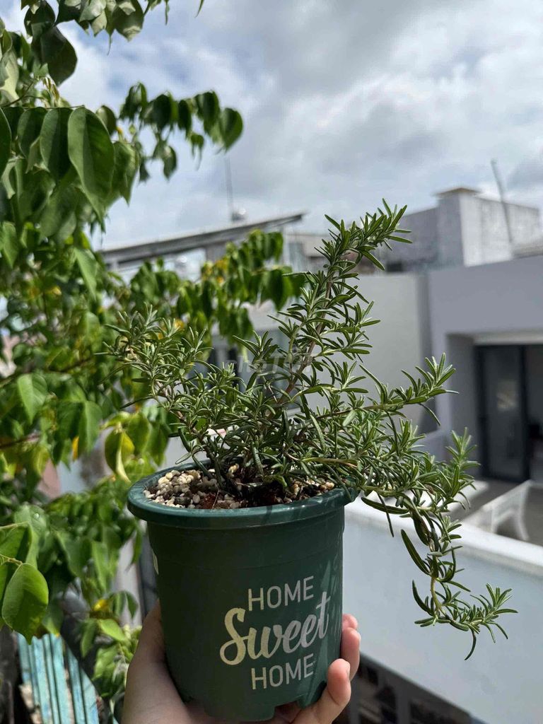 Cây hương thảo rũ Hàn để bàn. Mua bán Cây cảnh, đồ trang trí tại Quận 3 Tp Hồ Chí Minh được đăng bởi Trần Nhật Minh hình 1