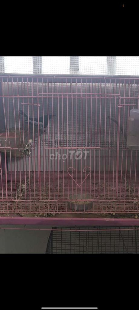 Chim trống 2 mùa đang thay lông. Mua bán Chim tại Quận 12 Tp Hồ Chí Minh được đăng bởi Chung hình 1