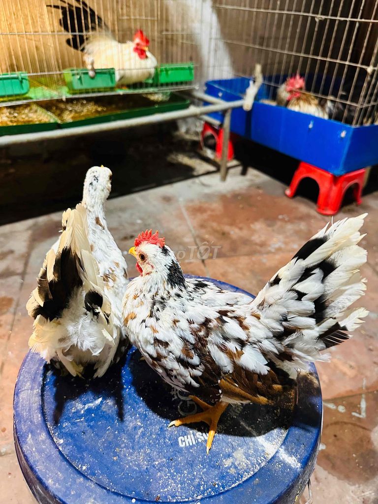Gà tre thái trống mái. Mua bán Gà tại Huyện Hoài Đức Hà Nội được đăng bởi Nguyễn Đoàn hình 1