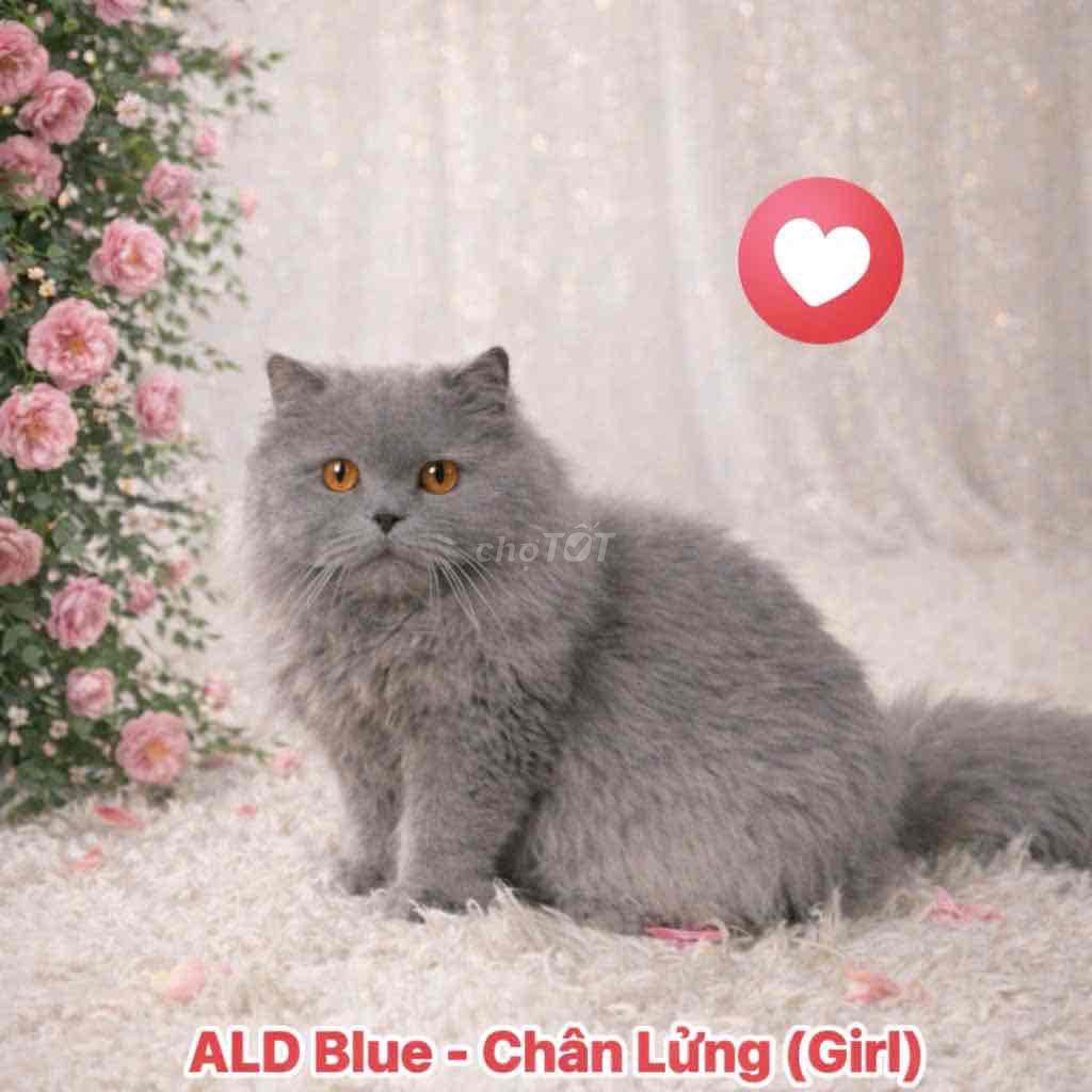 🍒🍒 MÈO ALD BLUE (BOY) FORM TO NUÔI PET🍒🍒. Mua bán Mèo tại Huyện Hóc Môn Tp Hồ Chí Minh được đăng bởi SIÊU PET SG UY TÍN  hình 1