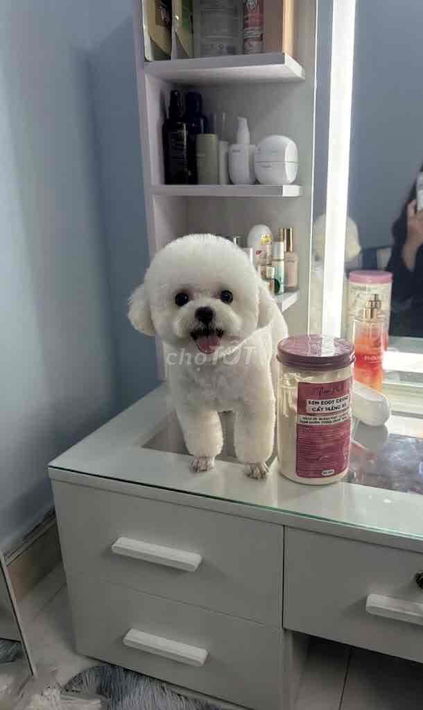 Chó Poodle Tiny Teacup đực 2 tuổi. Mua bán Chó tại Quận 12 Tp Hồ Chí Minh được đăng bởi Tây hình 1