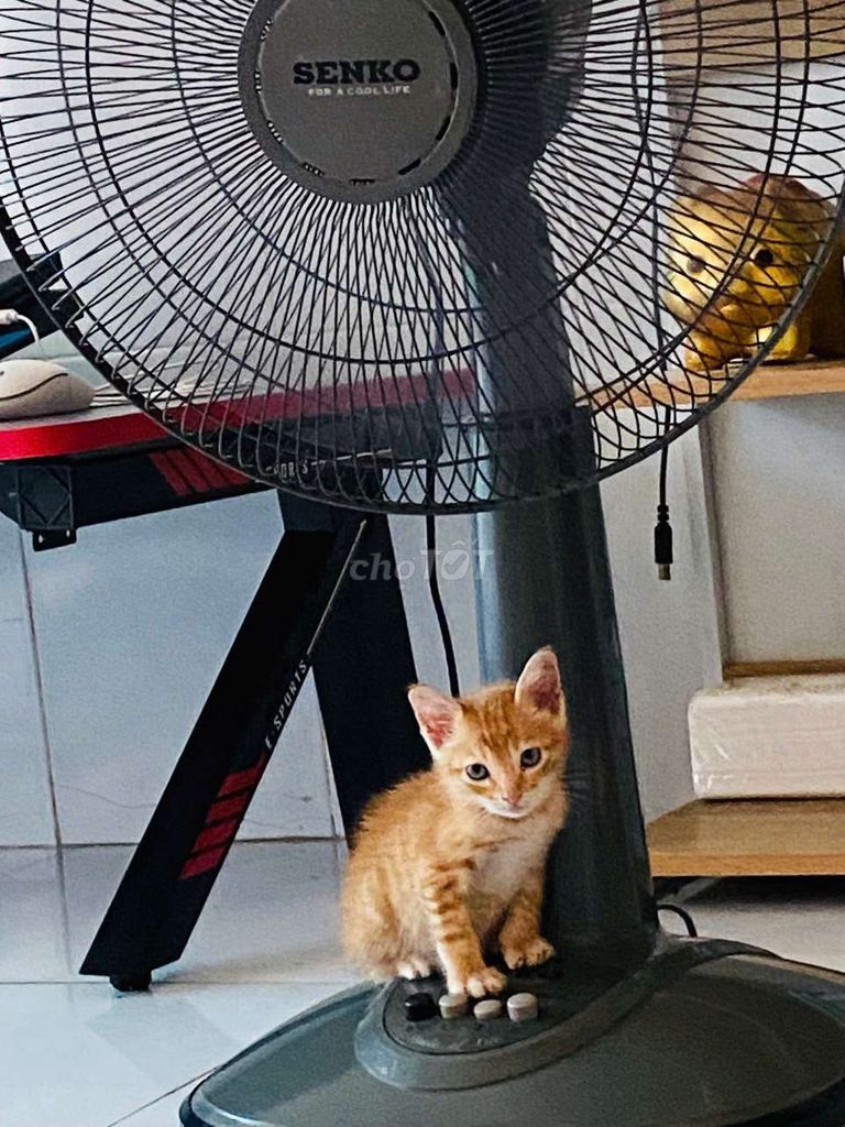 Tặng bé mèo cam . Mua bán Mèo tại Huyện Đức Hòa Long An được đăng bởi Trang hình 1