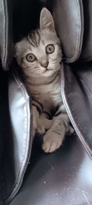 Mèo Anh lông ngắn con màu xám sọc.. Mua bán Mèo tại Quận Gò Vấp Tp Hồ Chí Minh được đăng bởi Vu Nguyên hình 1