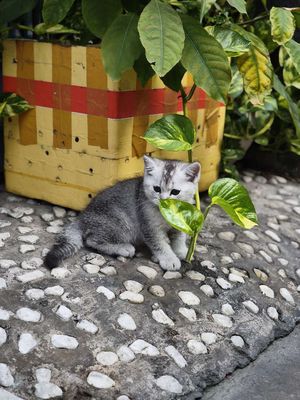 Đực, màu Silver shade