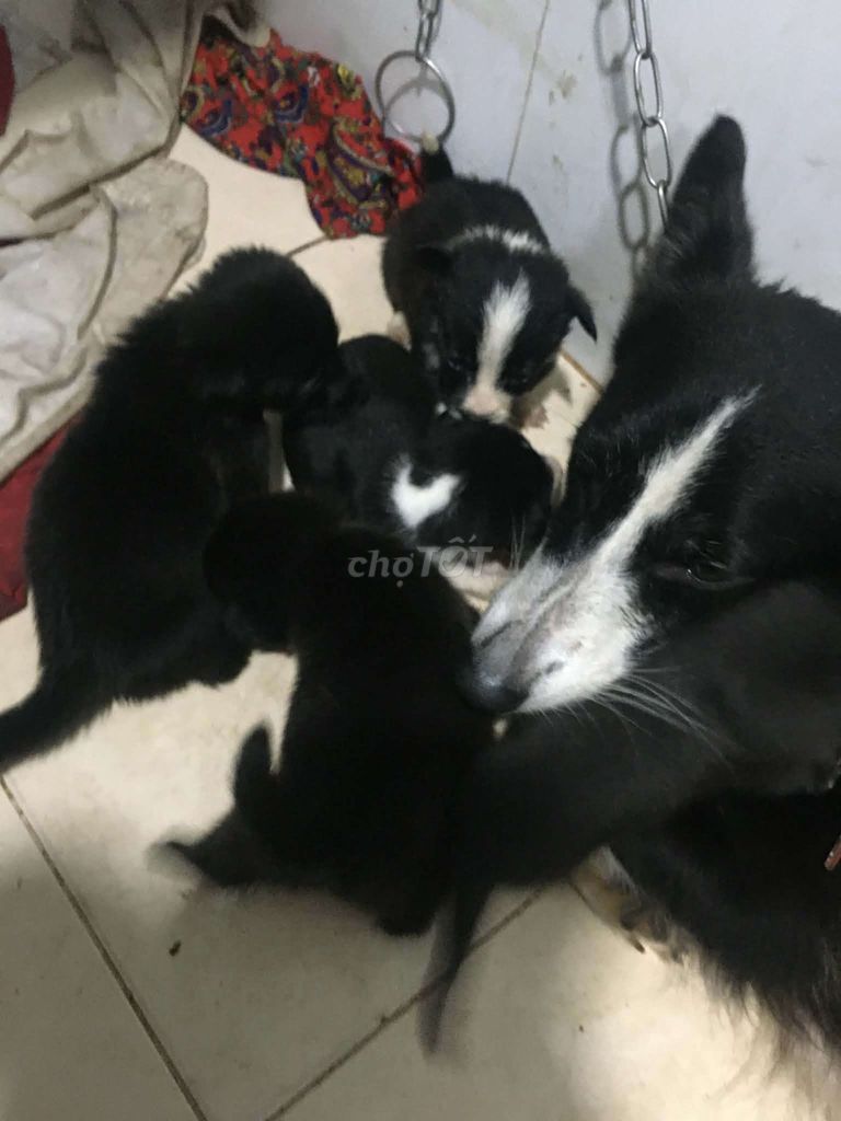 Chó Corgi lai Đen trắng. Mua bán Chó tại Quận Bắc Từ Liêm Hà Nội được đăng bởi tiểu kim hình 1