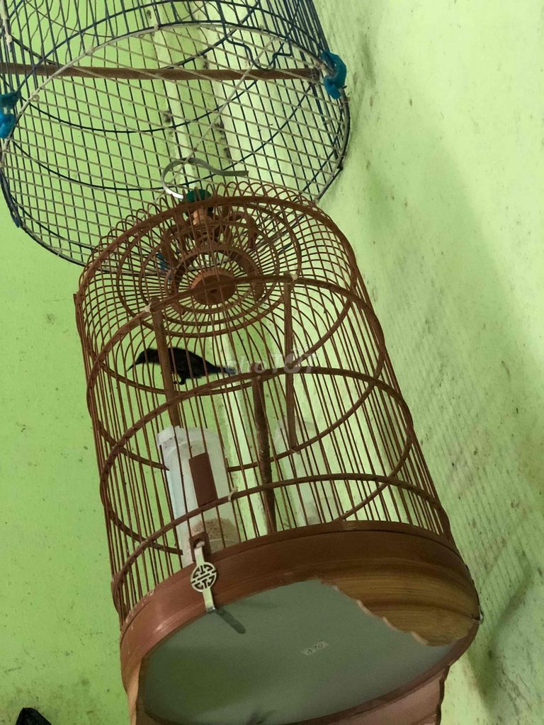 Chim cảnh màu Đen. Mua bán Chim tại Huyện Châu Thành Bến Tre được đăng bởi Truong Nguyen Duy hình 1