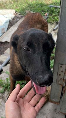 Malinois 3,5 tháng tìm sen khuyến khích đến nhà. Mua bán Chó tại Huyện Bình Chánh Tp Hồ Chí Minh được đăng bởi Giang Dương 