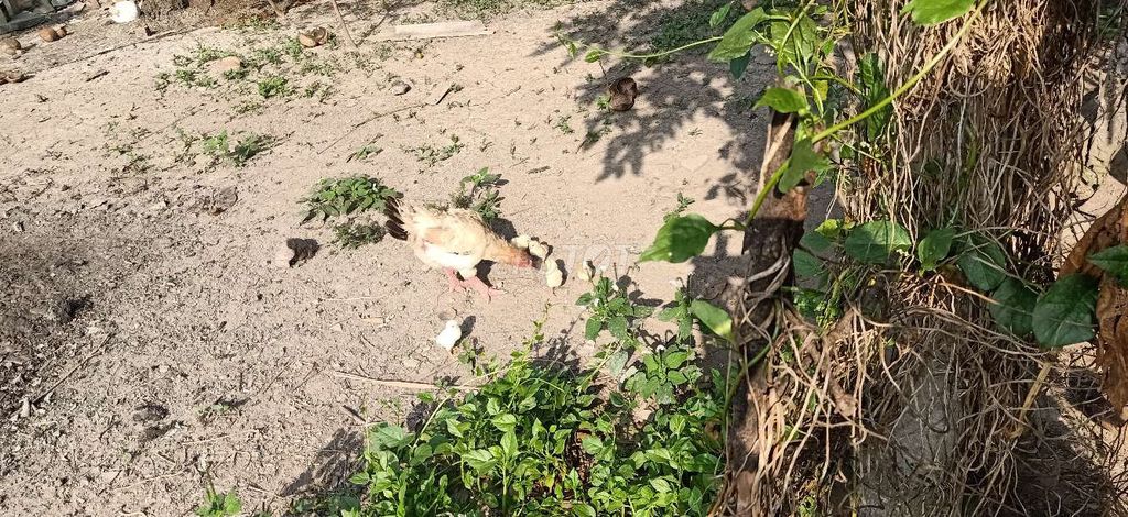 Gà Đông Tảo 1 tuần tuổi. Mua bán Gà tại Huyện Mang Thít Vĩnh Long được đăng bởi Phước Vũ hình 1