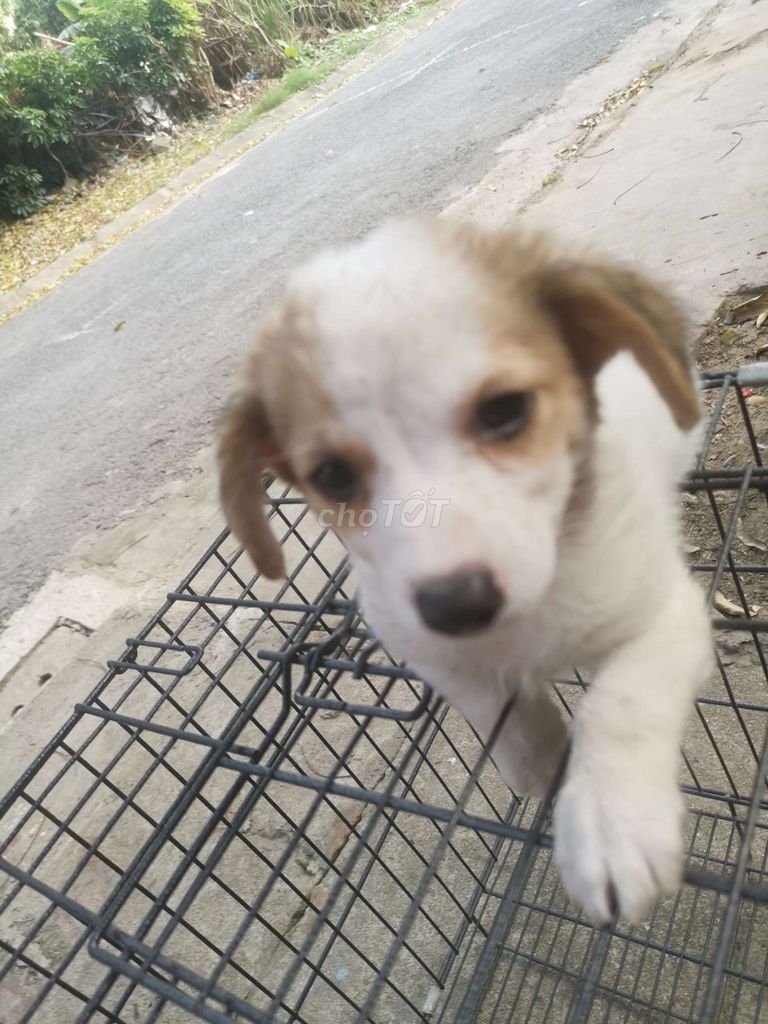 Chó cảnh 3 tháng nhiều màu. Mua bán Chó tại Huyện An Dương Hải Phòng được đăng bởi Cường Trịnh  hình 1