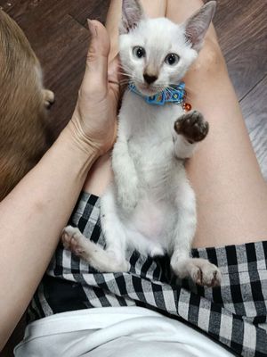 Mèo con lai mèo xiêm. Mua bán Mèo tại Quận Hải Châu Đà Nẵng được đăng bởi Chăn Ga