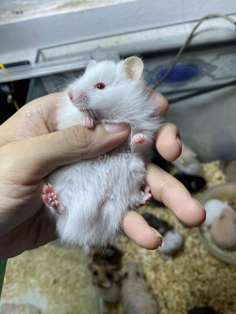 HAMSTER Bear Lông Xù