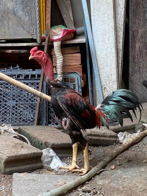 cặp gà đòn tơ giống. Mua bán Gà tại Thành phố Thủ Dầu Một Bình Dương được đăng bởi AC Phi Hùng