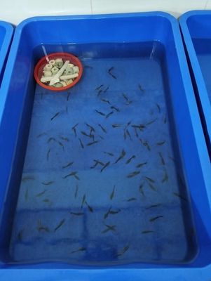 Rồng đỏ BDS. Mua bán Thú cưng khác tại Quận Ninh Kiều Cần Thơ được đăng bởi NTP228