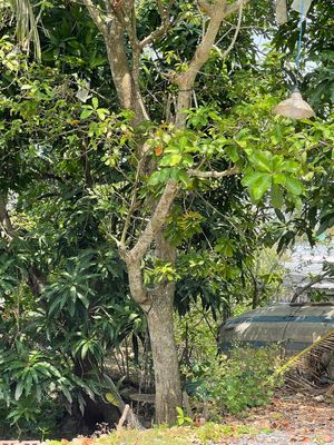 Thanh lý gấp mấy chục cây Lộc Vừng. Mua bán Cây cảnh, đồ trang trí tại Huyện Lấp Vò Đồng Tháp được đăng bởi Toan