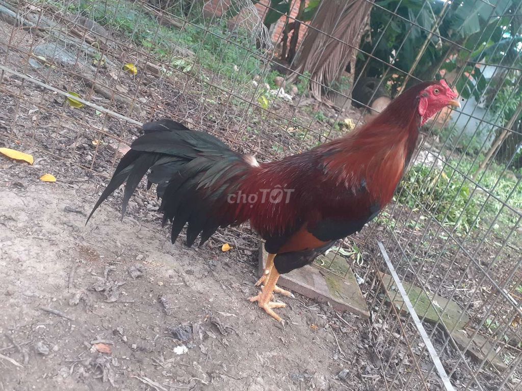 khuyến mãi gà siêu mỹ tơ. Mua bán Gà tại Huyện Gò Quao Kiên Giang được đăng bởi trại gà lai, lò cựa út mân kiên giang ship toàn quốc  hình 1