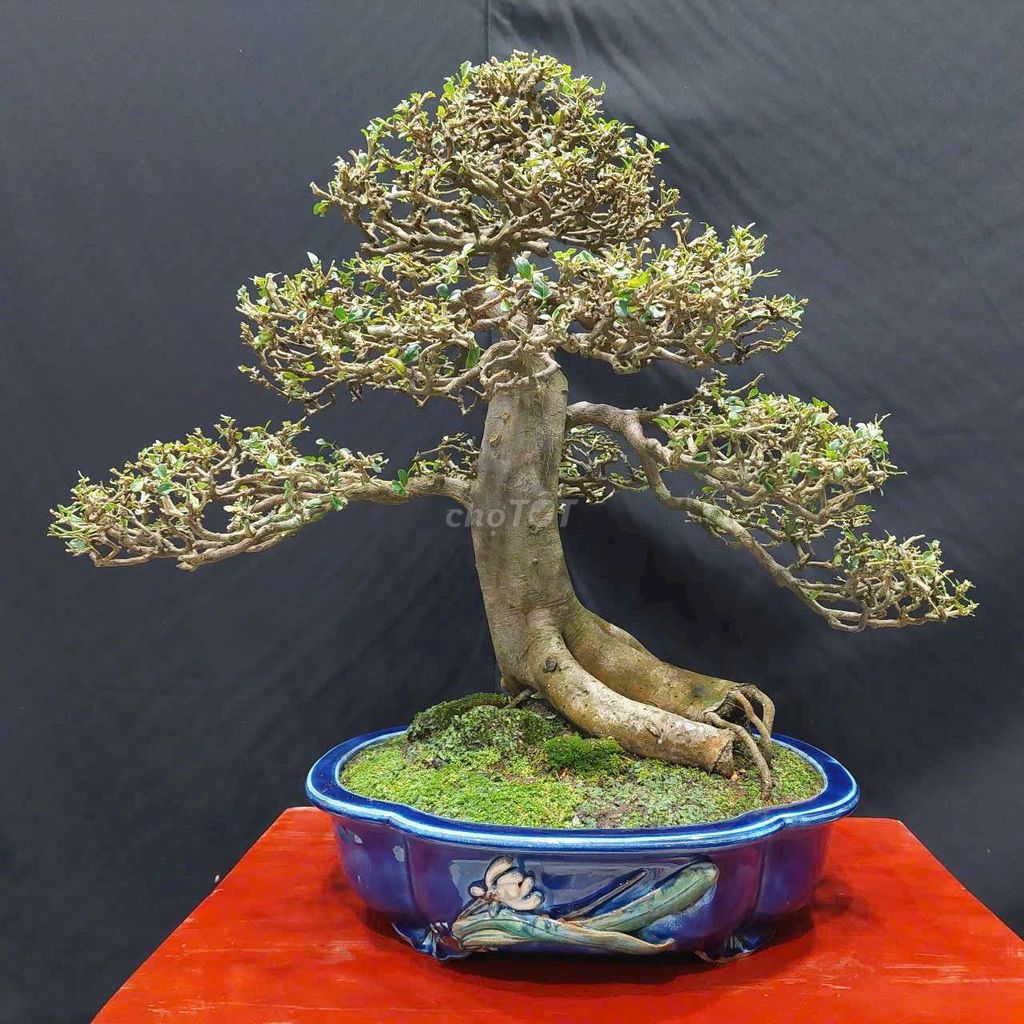 Cây kim quýt cao 55cm bonsai