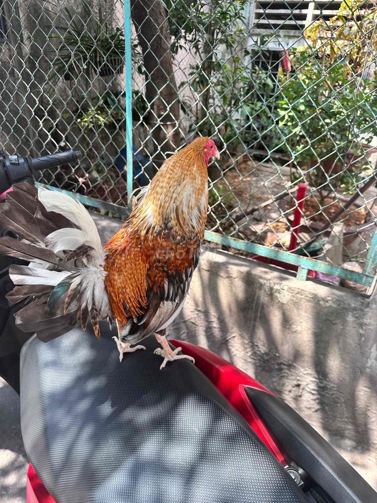 Gà cú trống. Mua bán Gà tại Quận 7 Tp Hồ Chí Minh được đăng bởi Thanh Thuận hình 1