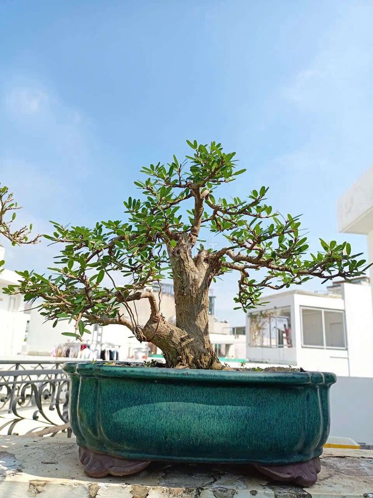 Linh sam bonsai