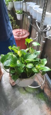 Chậu cây trầu bà treo. Mua bán Cây cảnh, đồ trang trí tại Huyện Hóc Môn Tp Hồ Chí Minh được đăng bởi Yến Phi