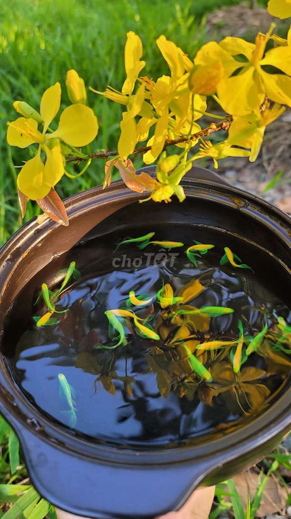 Sọc ngựa cánh tiên dạ quang