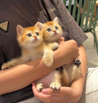 Mèo Munchkin Golden ny12 ny11. bố mẹ nhập có phả