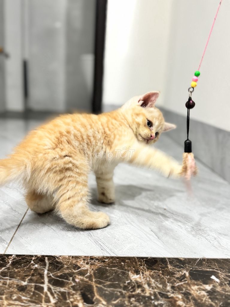 Mèo con thuần Anh lông ngắn của nhà đẻ. Mua bán Mèo tại Quận Bắc Từ Liêm Hà Nội được đăng bởi Nguyễn Thị Minh Tâm hình 4