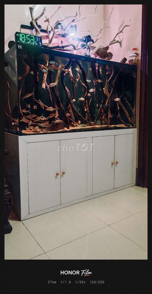 Bể cá cảnh 1m55x61x81 Hồng mi ấn Mi đêm. Mua bán Thú cưng khác tại Huyện Nam Trực Nam Định được đăng bởi Hm hình 1