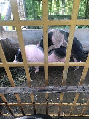 cần bán 2 con heo mọi mới phối, tặng thêm một con. Mua bán Thú cưng khác tại Thành phố Bến Tre Bến Tre được đăng bởi Giang
