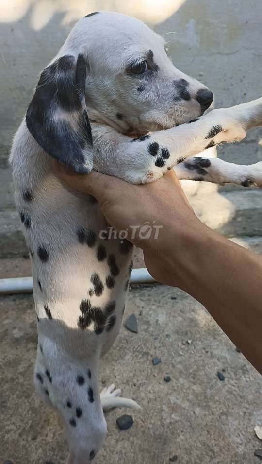Chó Đốm Cái 3 tháng tuổi,khi lớn như hình minh hoạ