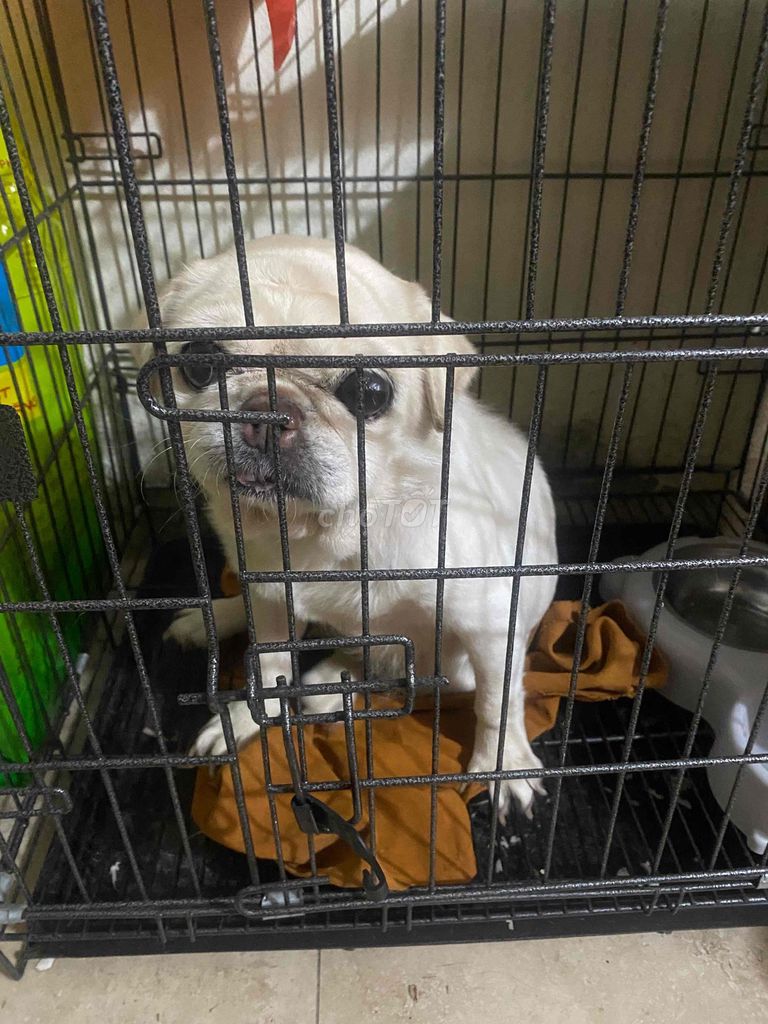 Chó cảnh màu Trắng. Mua bán Chó tại Huyện Tiên Du Bắc Ninh được đăng bởi Thủy hình 1