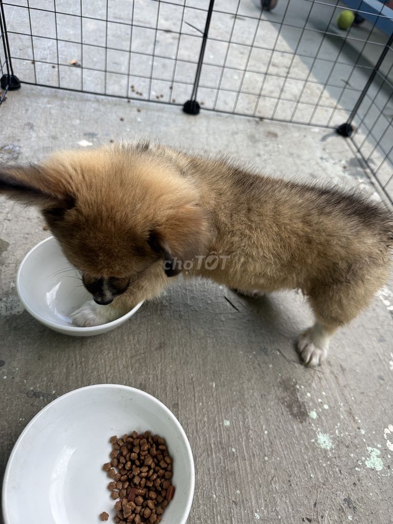 Chó Corgi gần 3 tháng. Mua bán Chó tại Quận Cẩm Lệ Đà Nẵng được đăng bởi Minh Trí Trần hình 1