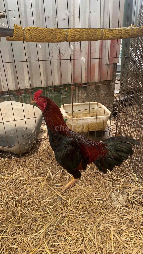 Gà chọi Điều đỏ Đực. Mua bán Gà tại Thành phố Cà Mau Cà Mau được đăng bởi Cao Hiếu hình 1