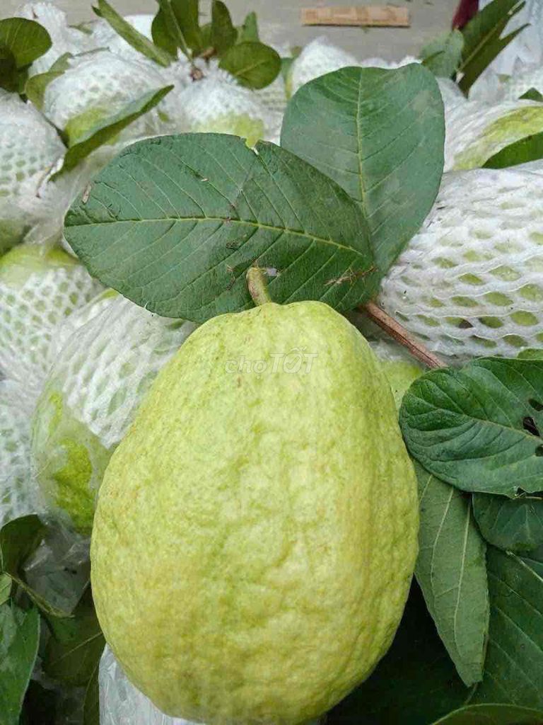 Ổi Thái Lan giòn ngọt tuyển chọn. Mua bán Đồ ăn, thực phẩm và các loại khác tại Quận Tây Hồ Hà Nội được đăng bởi Nguyễn Giang hình 1
