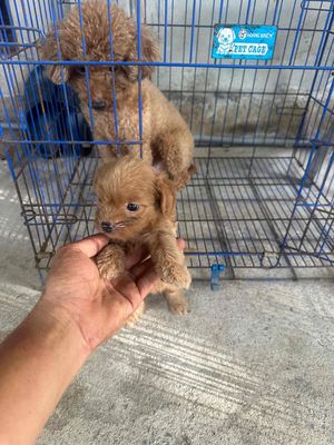 Chó Poodle 1 tháng tuổi màu Nâu