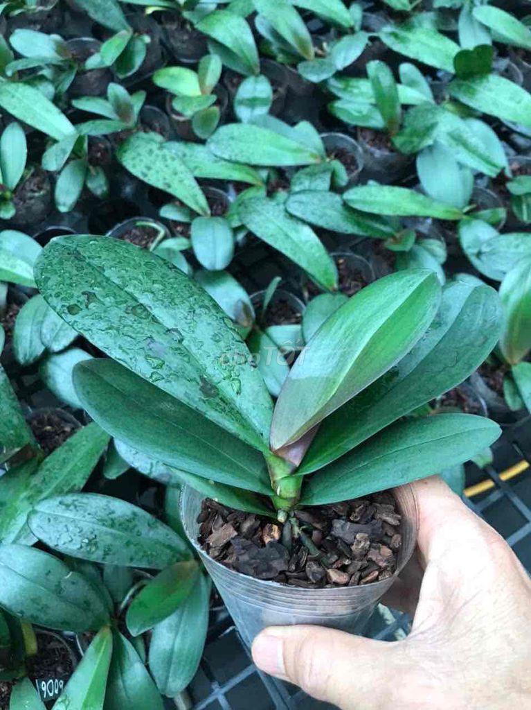 Cây giống Hồ điệp nhiều màu. Mua bán Cây cảnh, đồ trang trí tại Thành phố Bảo Lộc Lâm Đồng được đăng bởi Khổng Như Tần  hình 1