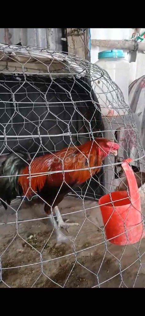 Gà chọi đực 2.9kg, 2.7kg. Mua bán Gà tại Huyện Trà Cú Trà Vinh được đăng bởi Lý Bình Trịnh hình 1