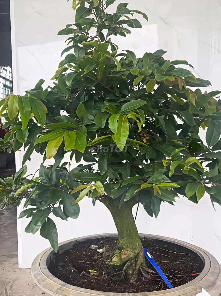 Mai bonsai Tết 12-25 cm. Mua bán Cây cảnh, đồ trang trí tại Huyện Thanh Bình Đồng Tháp được đăng bởi Minh Khang hình 1