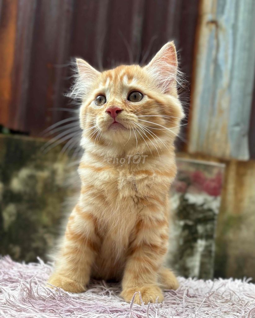 mèo red tabby lông dài