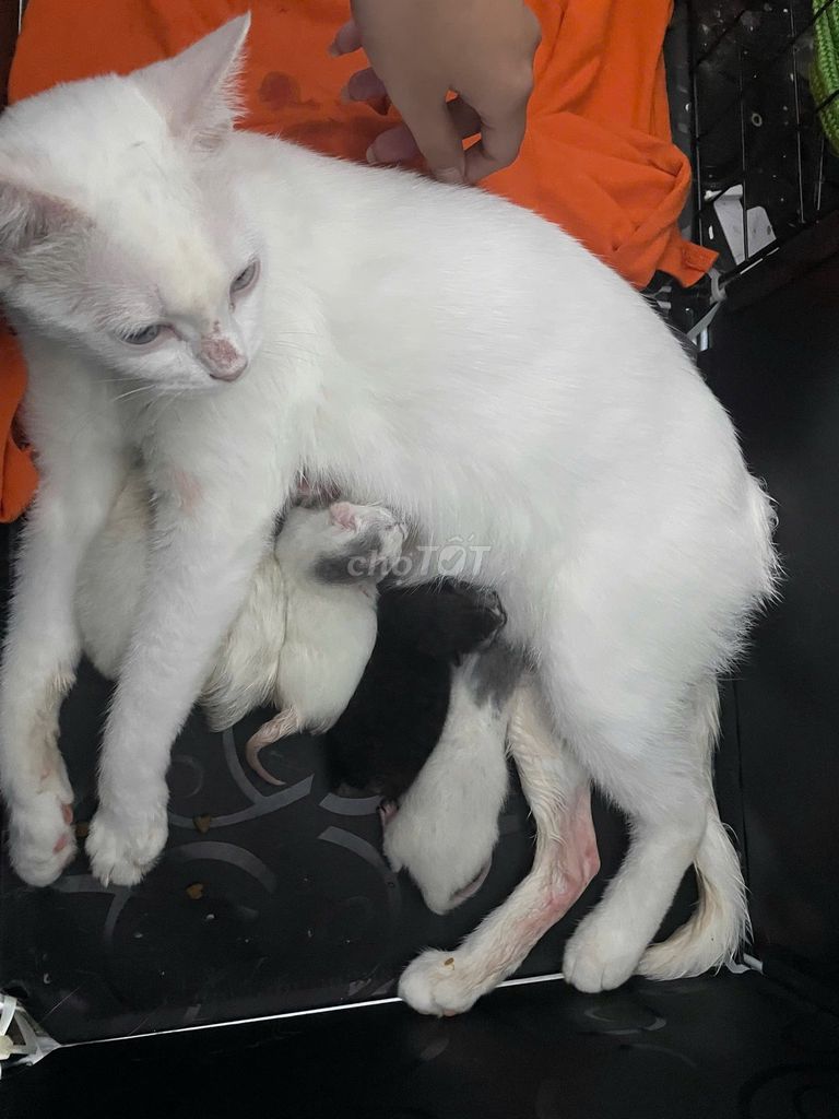 Mèo Anh lông ngắn Trắng đen vàng. Mua bán Mèo tại Quận 8 Tp Hồ Chí Minh được đăng bởi Pé kim hình 1