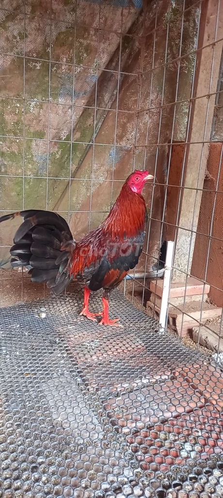 đỏ 1kg4. Mua bán Gà tại Huyện Tam Bình Vĩnh Long được đăng bởi GàVL hình 1