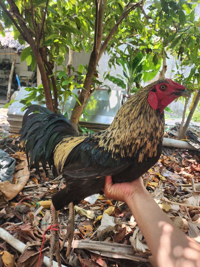 Gà trống. Mua bán Gà tại Huyện Cái Nước Cà Mau được đăng bởi 6868neoo hình 1